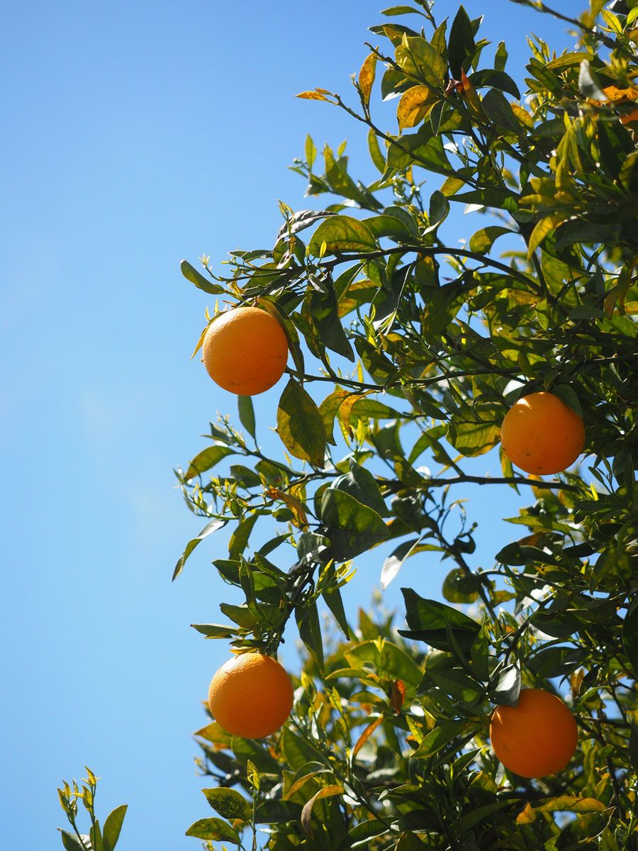 Naranjos de andalucía