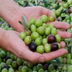 Aceituna Manzanilla