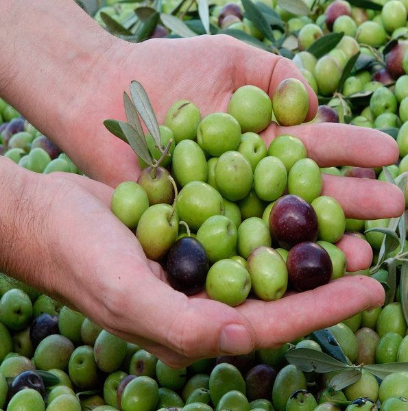 Aceituna Manzanilla